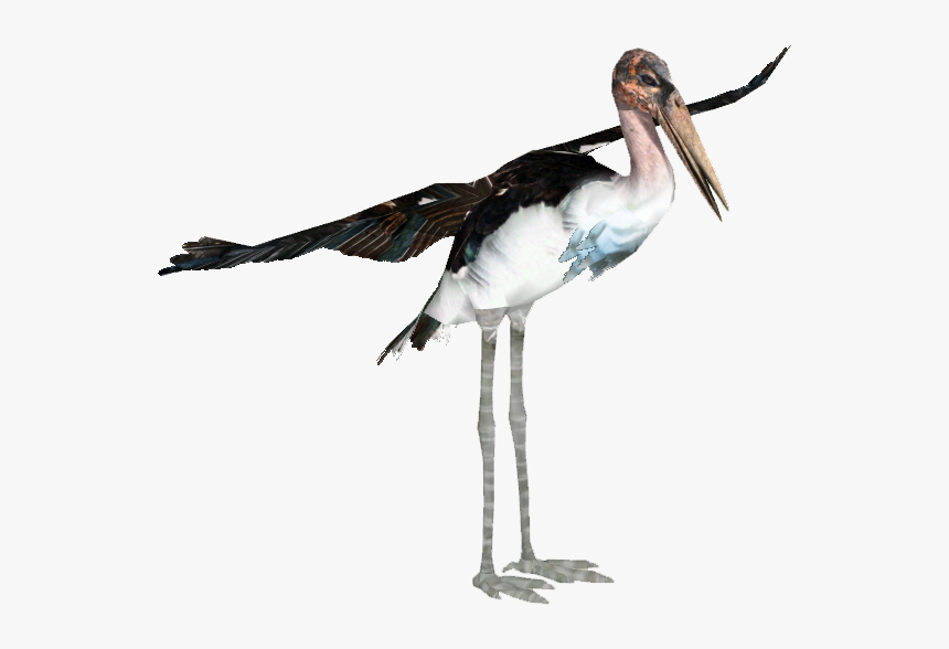 Marabou Stork - Marabou Stork Zoo Tycoon, HD Png Download, Free Download