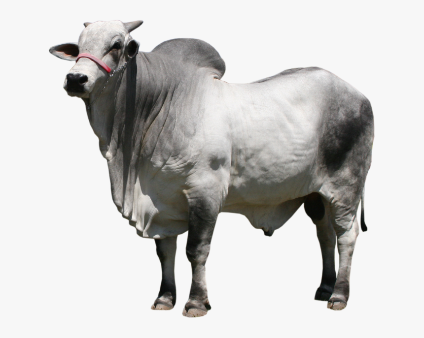 Clip Art Gyr Cattle Ox Bull - Boi Nelore Png, Transparent Png, Free Download