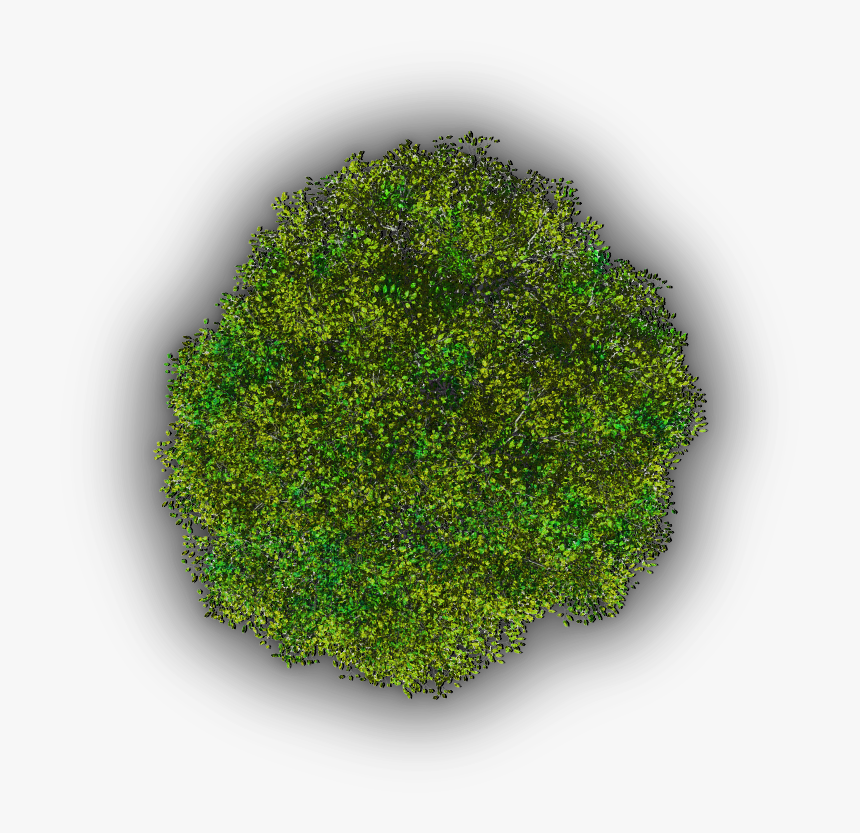 Moss, HD Png Download, Free Download