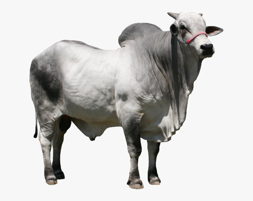 Zebu, HD Png Download, Free Download