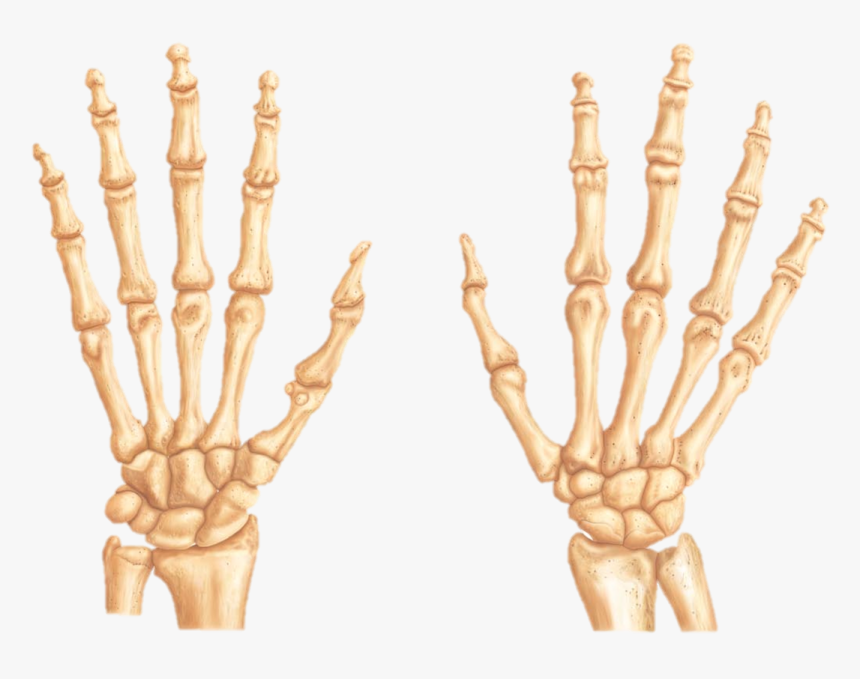 Transparent Skeleton Hand Png - Bones Of The Right Hand Anterior View, Png Download, Free Download