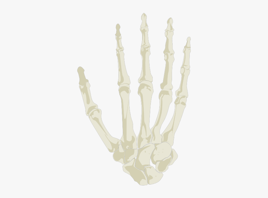 Hand Skeleton - Transparent Skeleton Hand Png, Png Download, Free Download