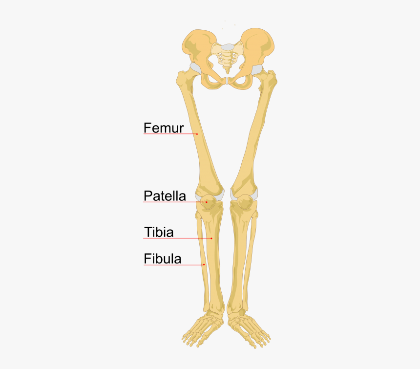 Clip Art Skeleton Hand Labeled - Human Leg Bones, HD Png Download, Free Download