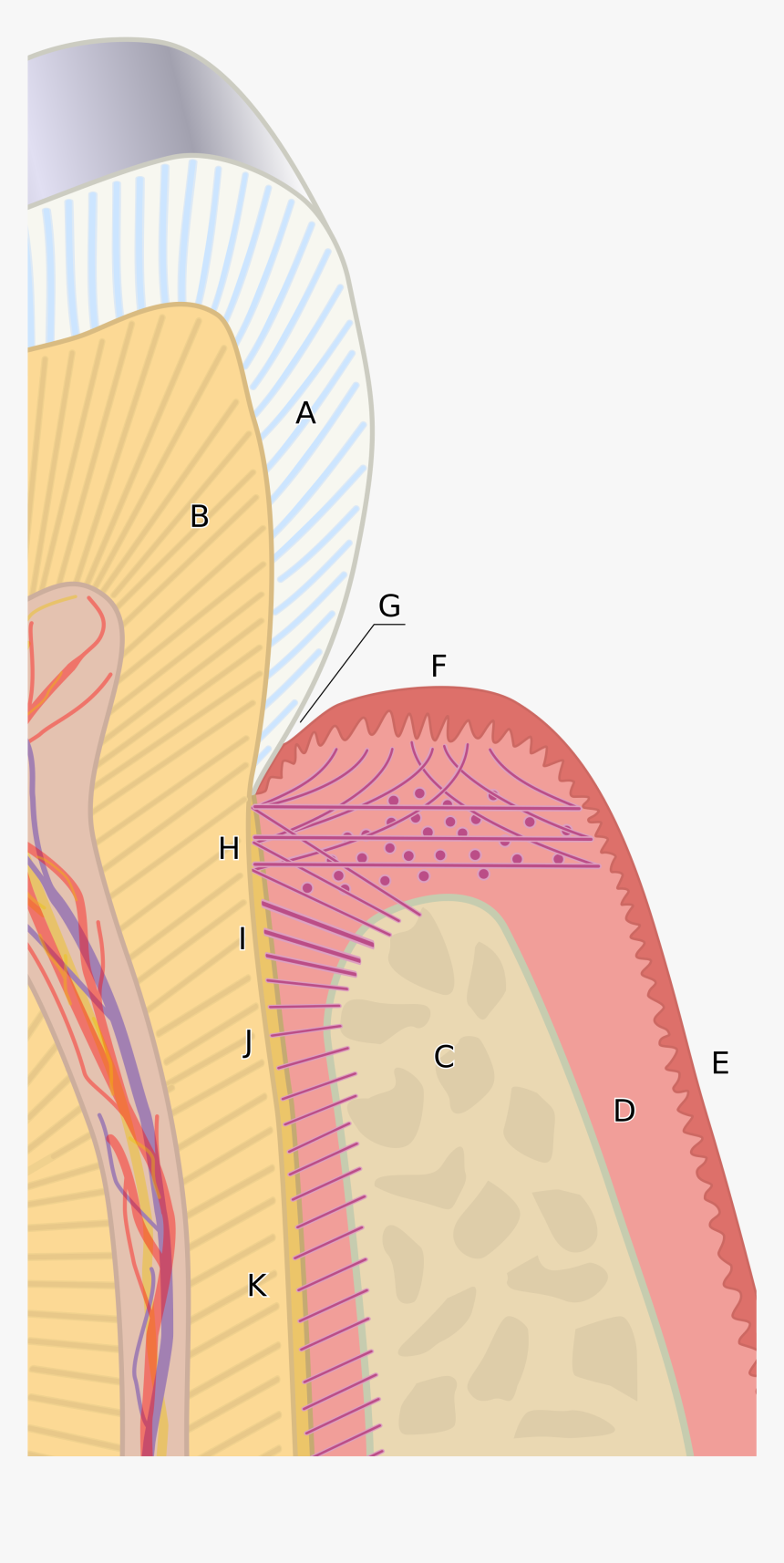 Periodontal Ligament, HD Png Download, Free Download