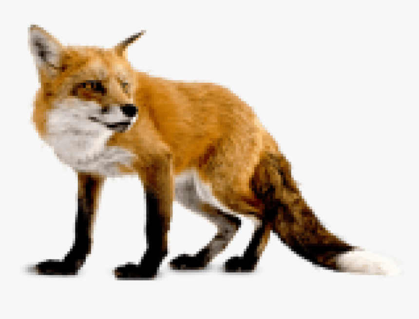 Fox Clipart Dhole - Fox Transparent Background, HD Png Download, Free Download