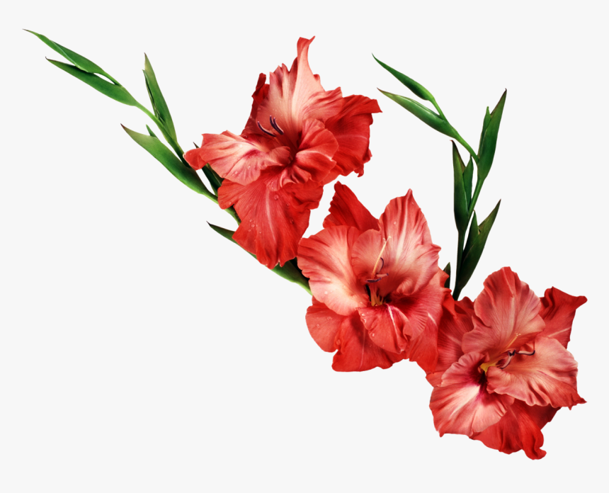 Gladiolus Birth Flower Wallpaper - Transparent Background Red Flowers Png, Png Download, Free Download