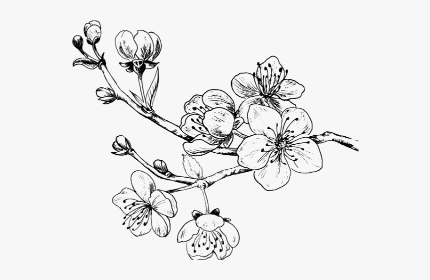 Drawn Ume Blossom Png - Cherry Blossom Tattoo Png, Transparent Png, Free Download