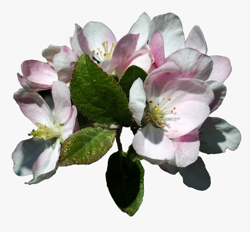 Apple Tree Blossom Png , Png Download - Transparent Apple Blossom Png, Png Download, Free Download