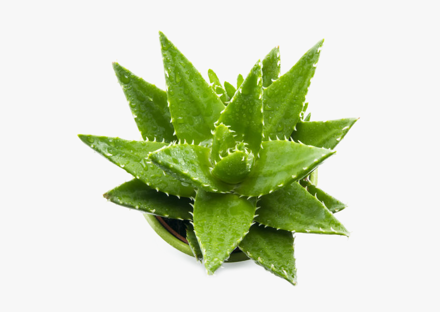 Aloe Png, Transparent Png, Free Download