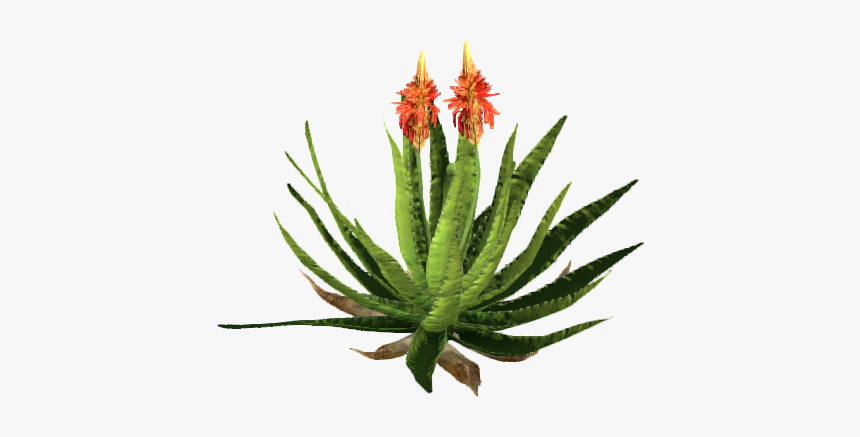 Animallica Wiki - Aloe Flower Png, Transparent Png, Free Download