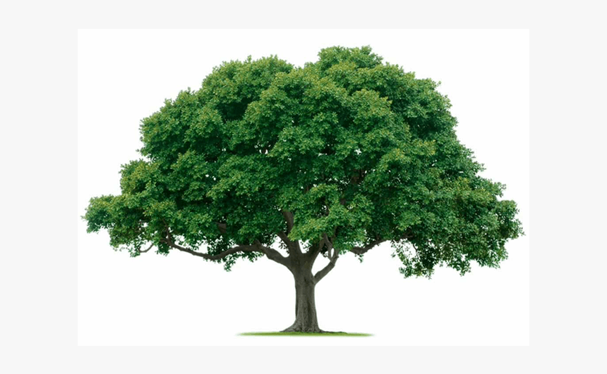 Strong Tree Png - Big Tree Transparent, Png Download, Free Download