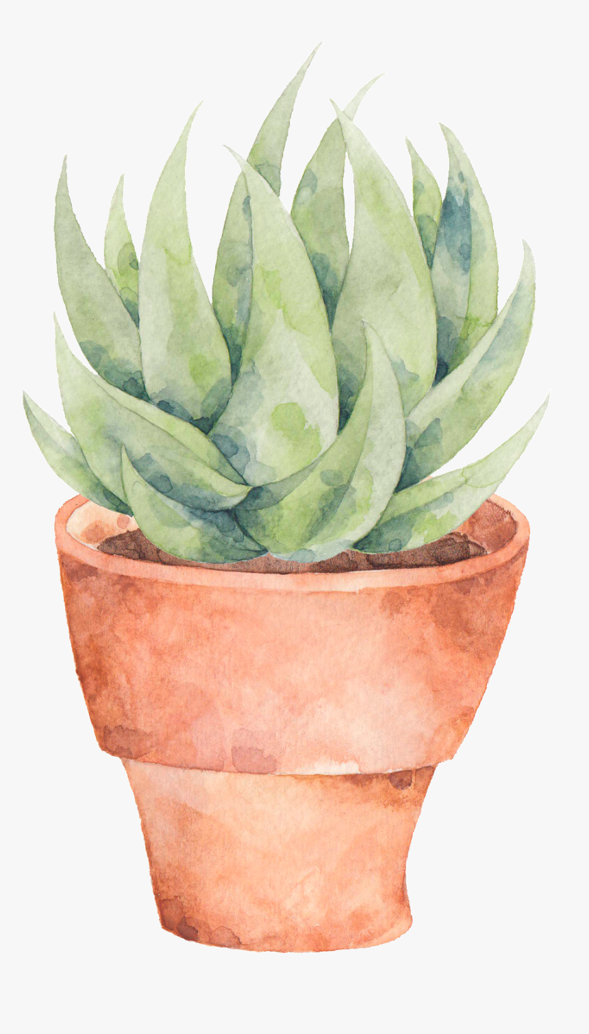 This Graphics Is A Plate Of Aloe Png Transparent About - Flowerpot, Png Download, Free Download