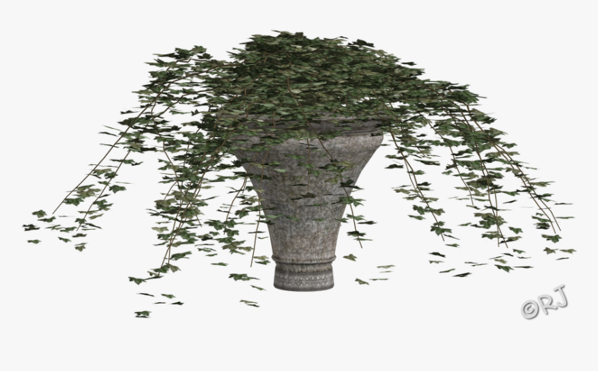 Potted Plants Set I - Canoe Birch, HD Png Download, Free Download