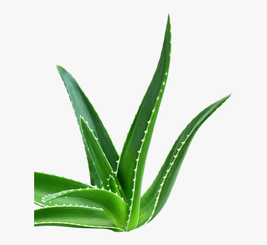 Foliage - Agave, HD Png Download, Free Download