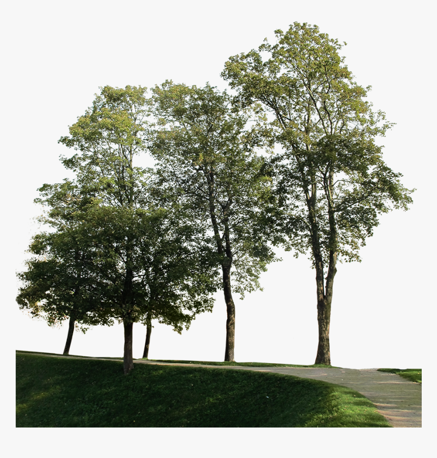 Big Trees Group - Tree Cut Out, HD Png Download, Free Download