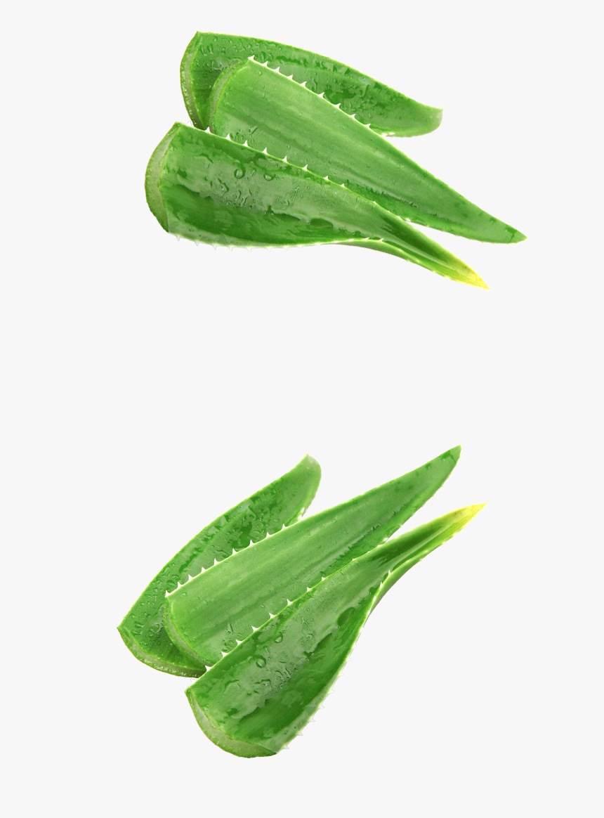 Okra, HD Png Download, Free Download