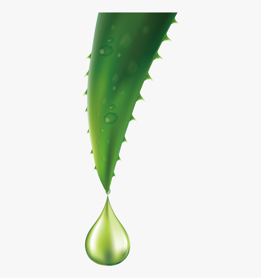 Image Description - Aloe Vera Single Piece, HD Png Download, Free Download