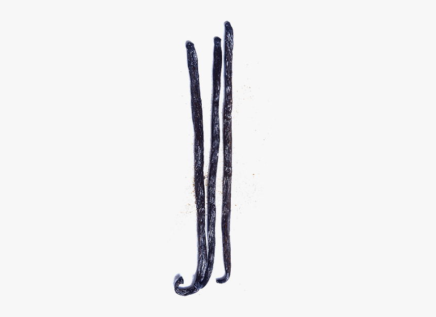 Mexican Vanilla Beans 3 - Invertebrate, HD Png Download, Free Download