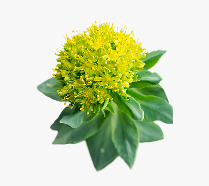 Rhodiola - Rhodiola Rosea, HD Png Download, Free Download