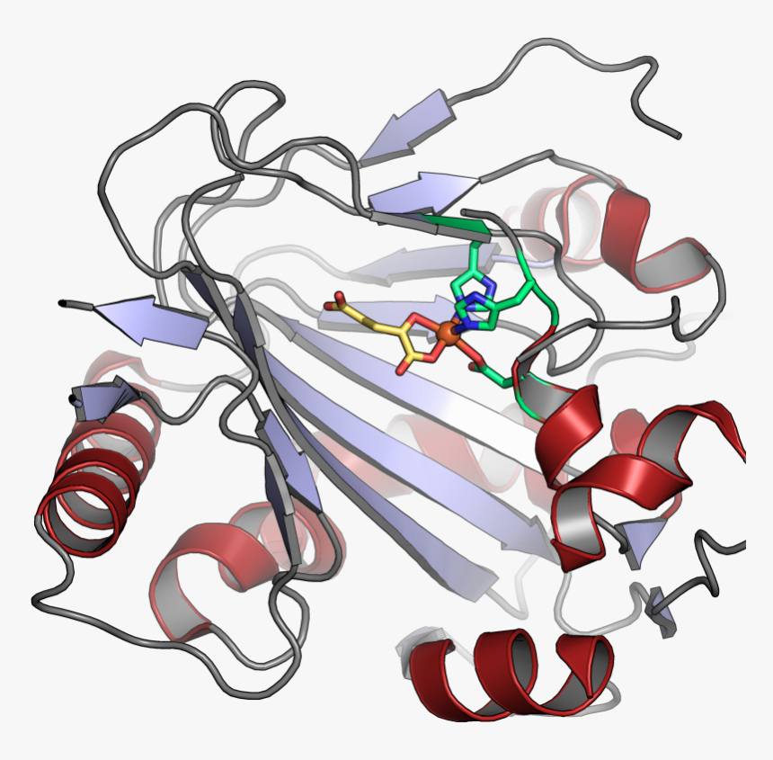 Pahx 2a1x - Phytanoyl Coa Hydroxylase, HD Png Download, Free Download