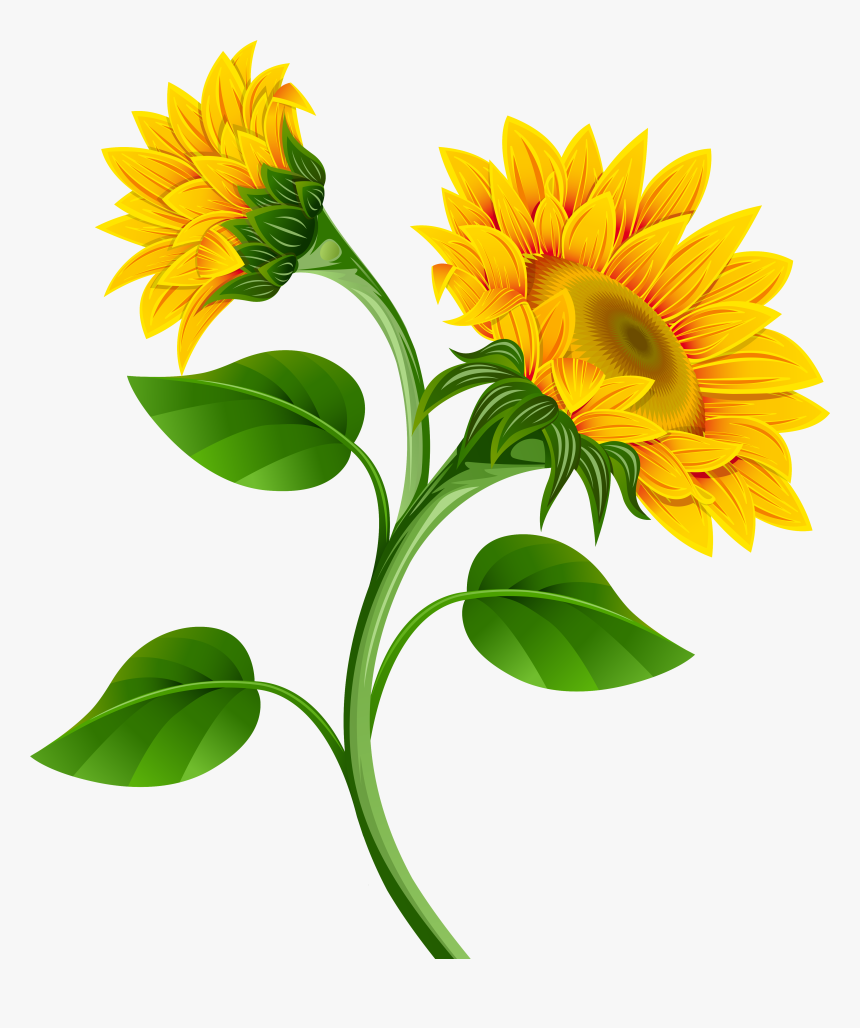 Sunflower Clipart Sun Flower - Sunflower Clipart, HD Png Download, Free Download