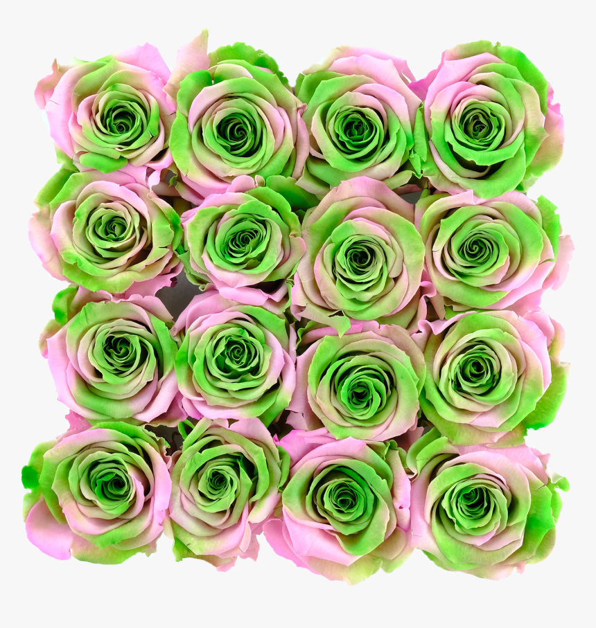 Garden Roses, HD Png Download, Free Download