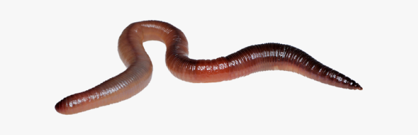 Worms Png Transparent Images - Worm Transparent Background, Png Download, Free Download