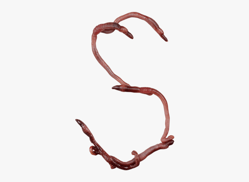 Worms Png, Transparent Png, Free Download