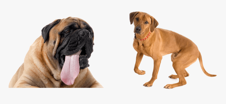 Dog Yawns, HD Png Download, Free Download