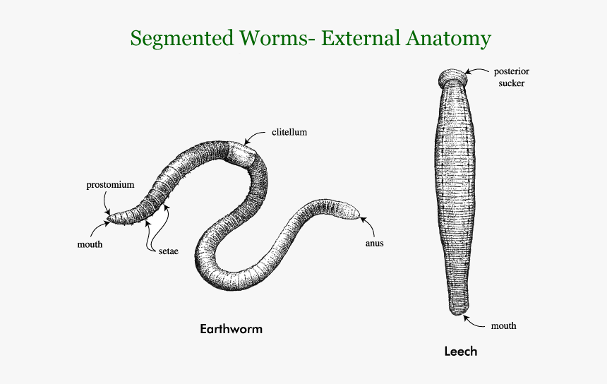 Segmented Worms - External Features Of Segmented Worms, HD Png Download, Free Download