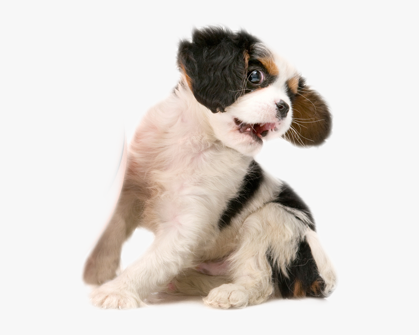 dog hd png