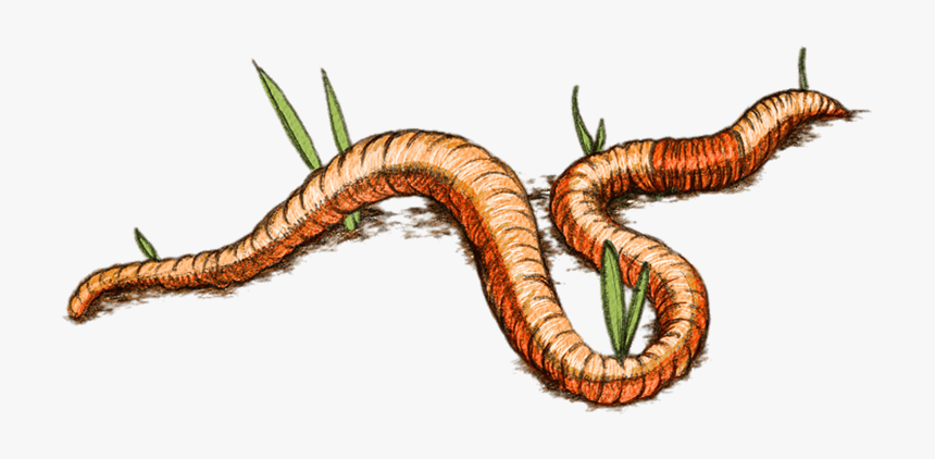 Insect Clipart Worm - Earthworm Png Clipart, Transparent Png, Free Download