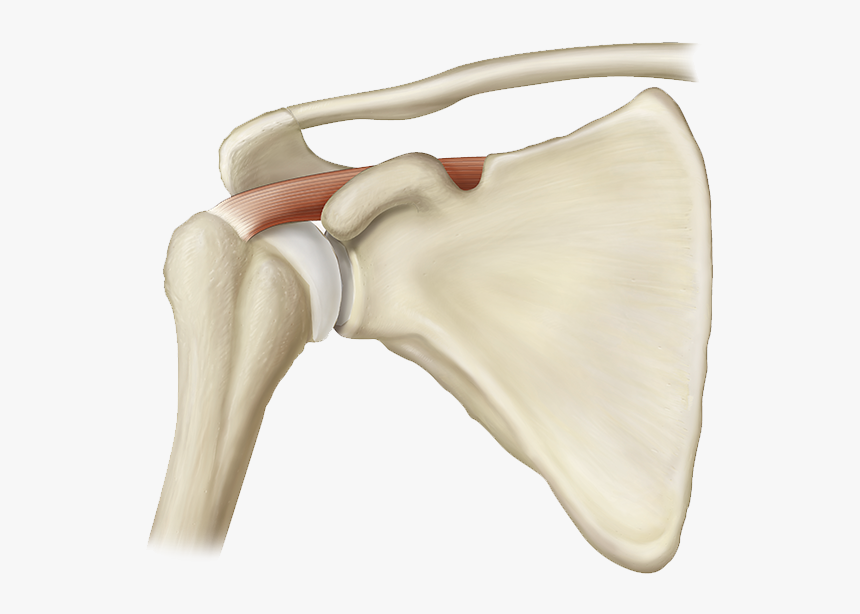 Shoulder Joint Transparent, HD Png Download, Free Download