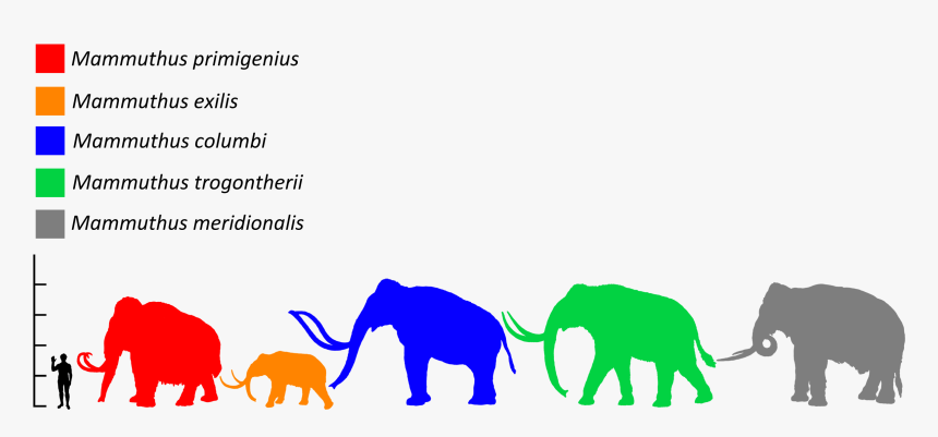 Mammuthus Size Comparison - Mammoth Size, HD Png Download, Free Download