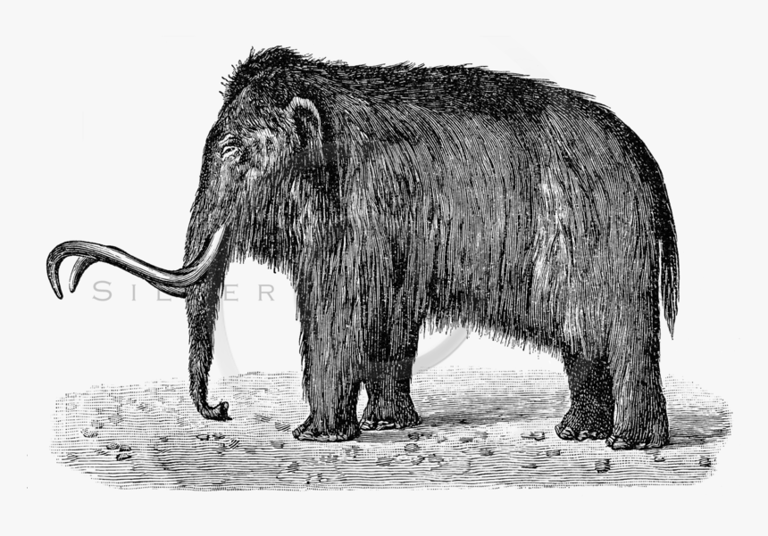 Mammoth Png - Woolly Mammoth Black And White, Transparent Png, Free Download