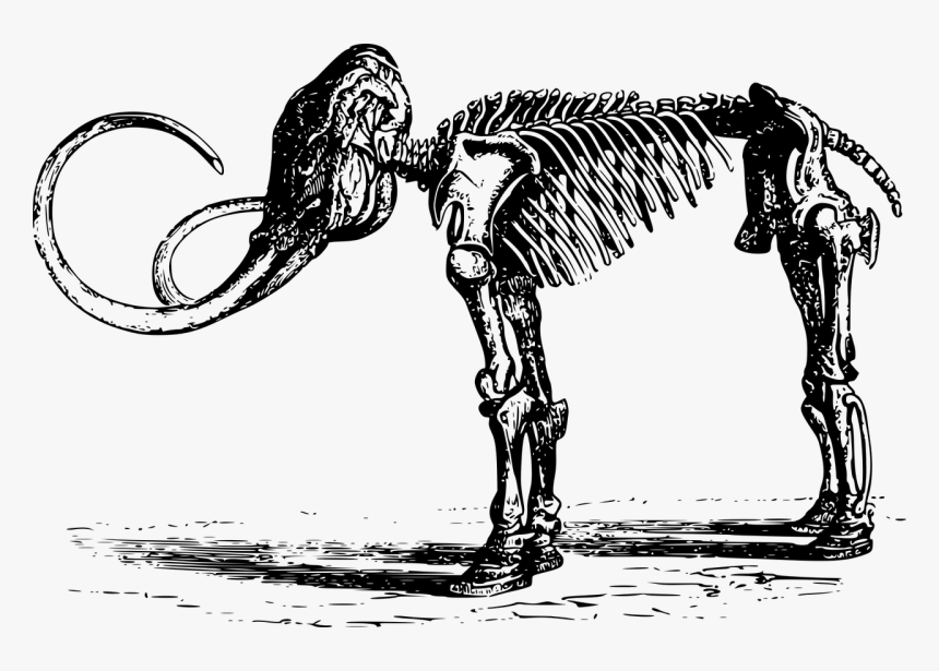 Mammoth Skeleton - Fosiles Blanco Y Negro, HD Png Download, Free Download
