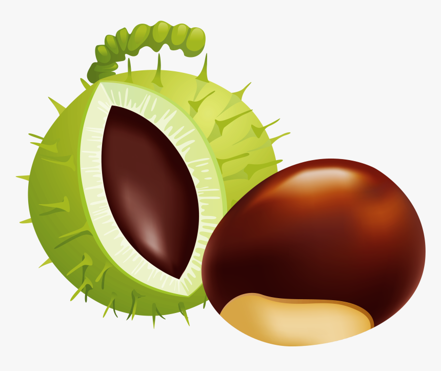 Transparent Nut Clipart - Illustration, HD Png Download, Free Download