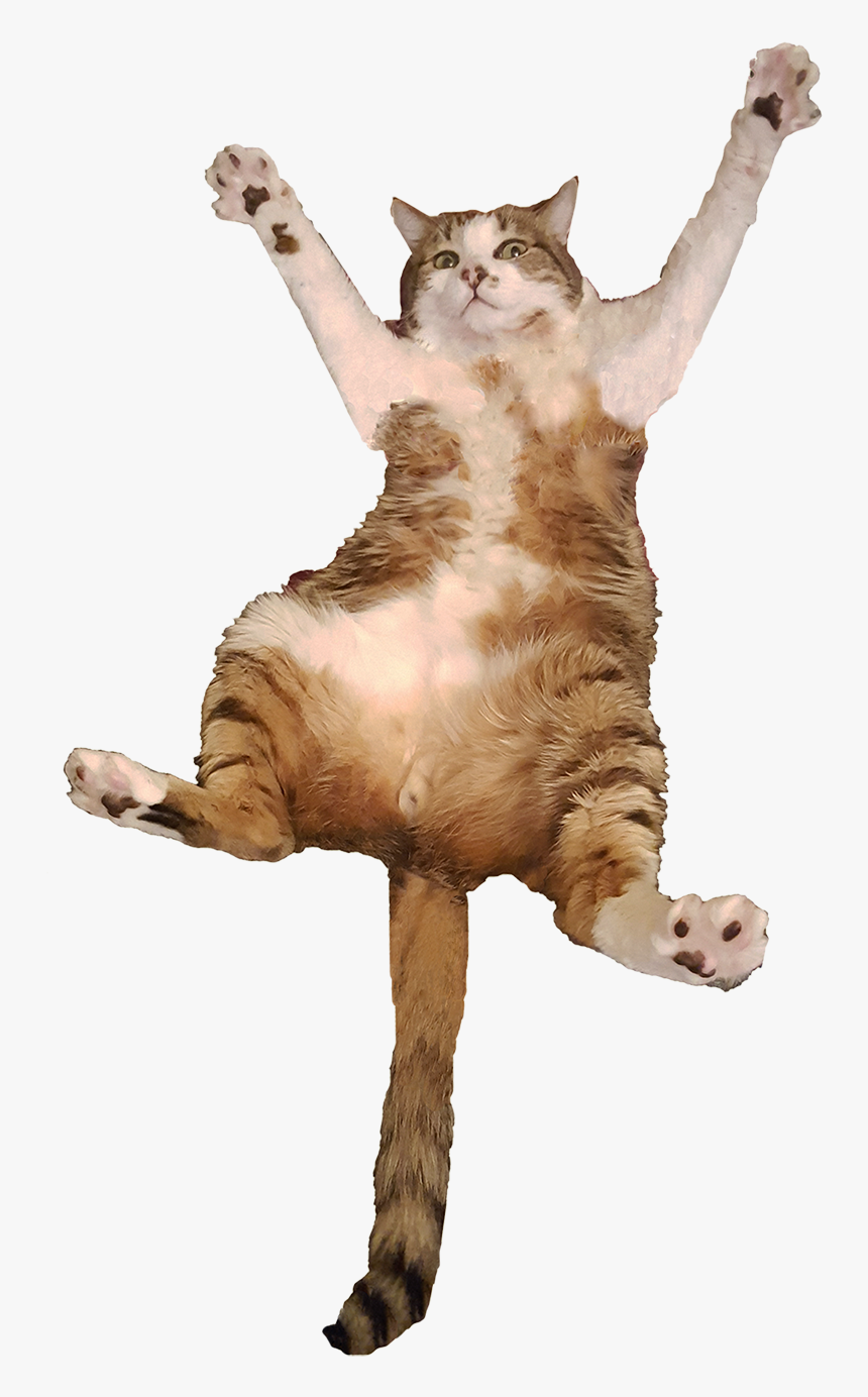 Transparent Cats Png - Cat Jumping Transparent Background, Png Download, Free Download