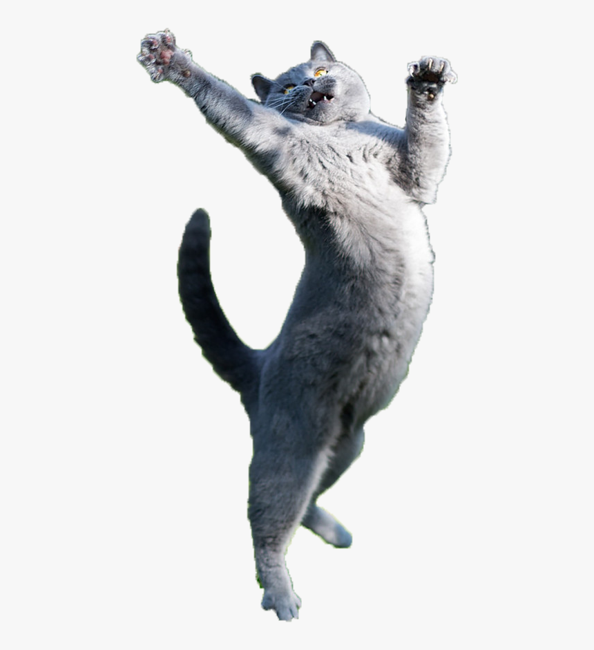 Clip Art Just Some Fabulous Cats - Cat Jumping Transparent Background, HD Png Download, Free Download