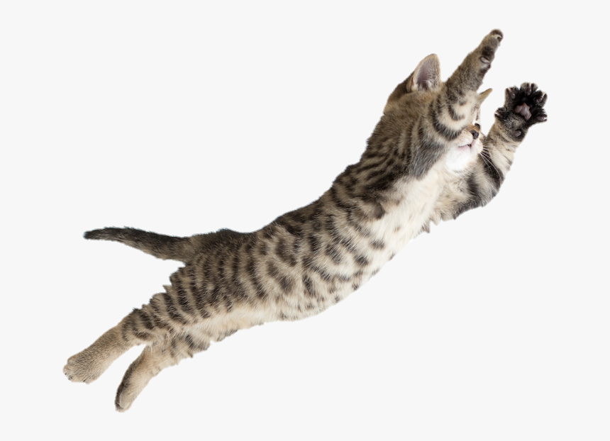 #cat #jumping #pussycat - Cat Jumping, HD Png Download, Free Download