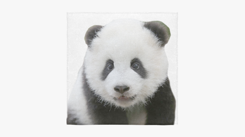 Panda, HD Png Download, Free Download