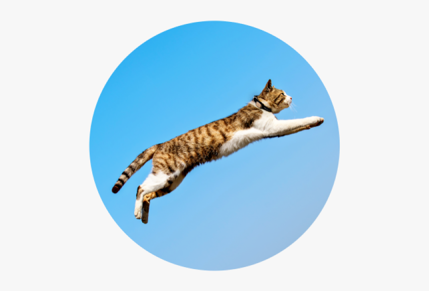 Kippy Evo Messaggi - Cat Grabs Treat, HD Png Download, Free Download