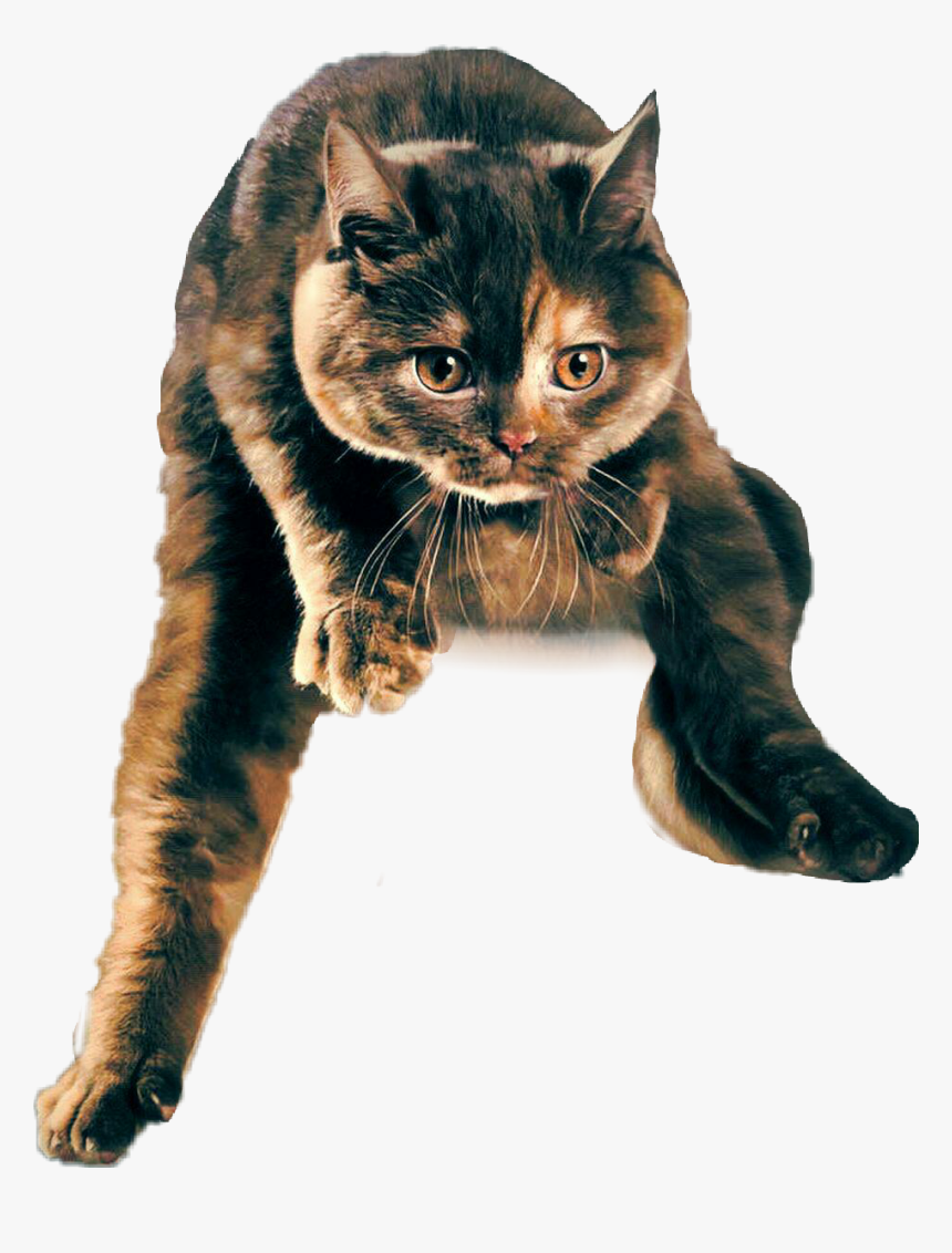 #cat #jumping #jumpingcat - Domestic Short-haired Cat, HD Png Download, Free Download