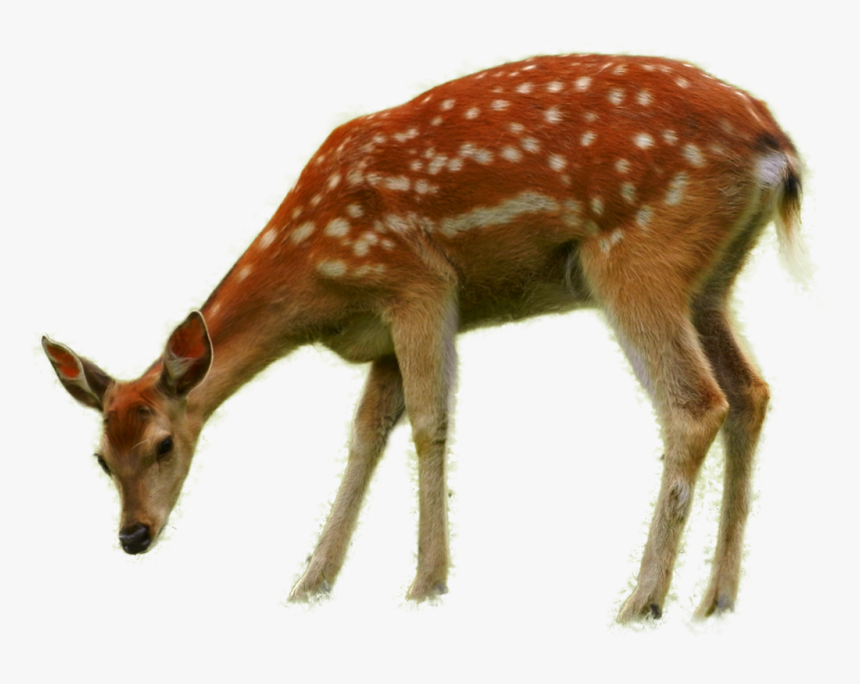 Bambi Thumper Deer Faline - Deer Eating Grass Drawing, HD Png Download, Free Download