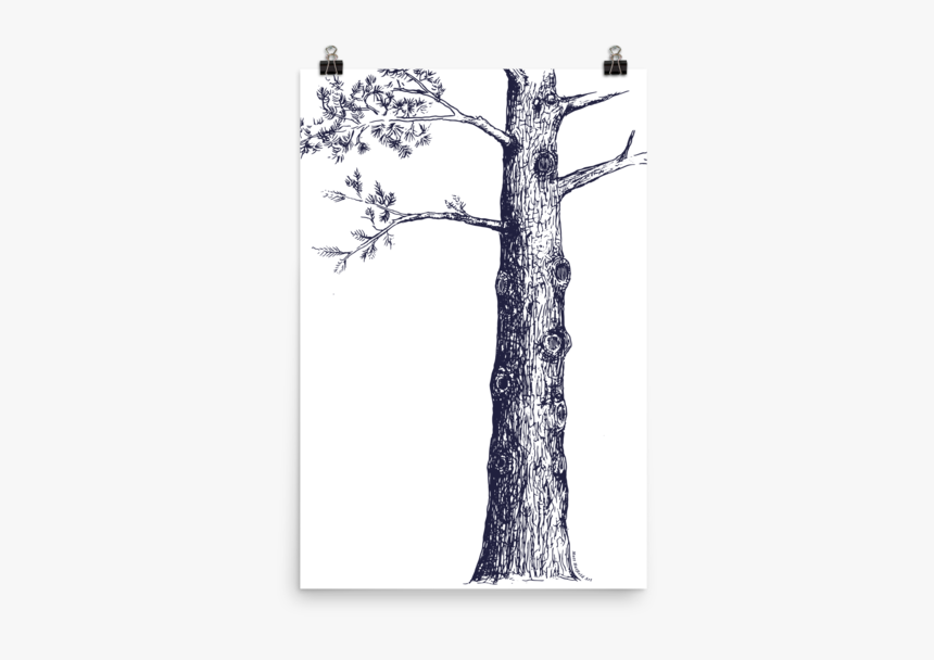 Sketch Pine Tree, HD Png Download, Free Download