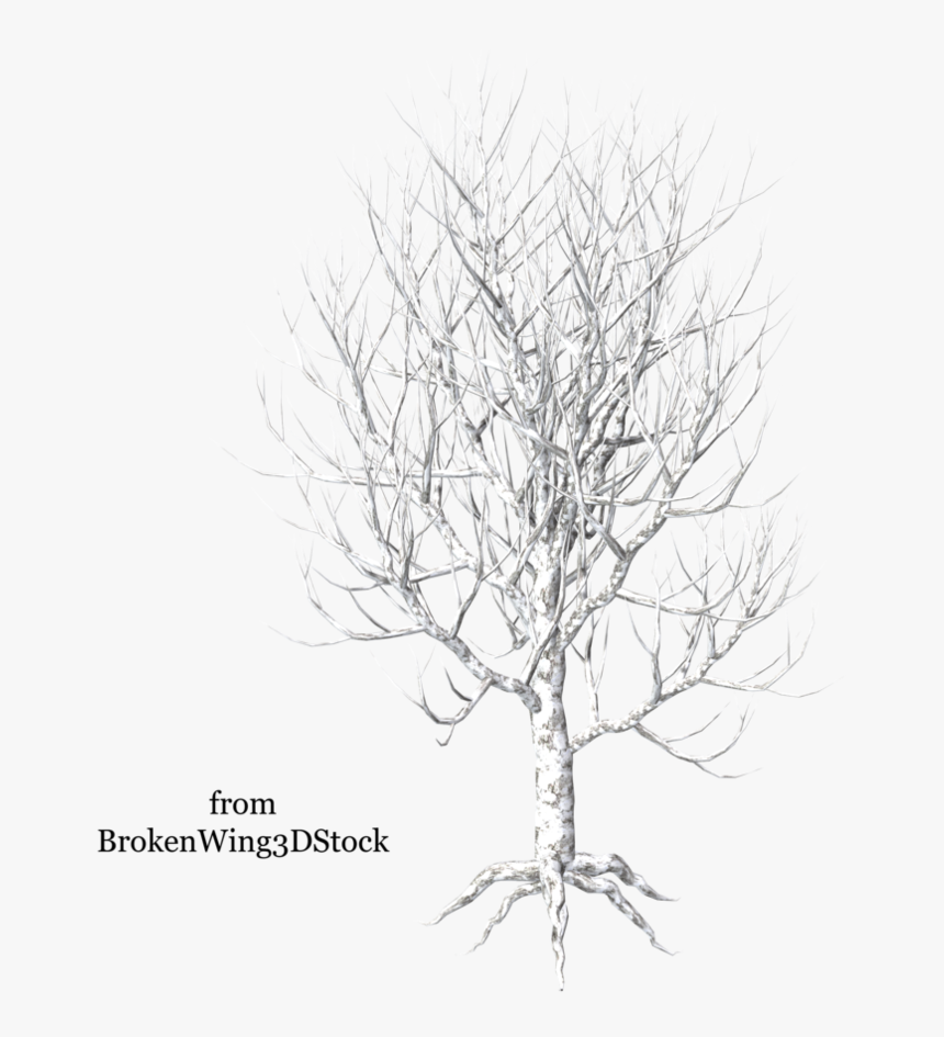 Twig Drawing Broken Tree Branch - Illustration, HD Png Download, Free Download