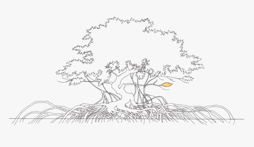 Collection Of Tree High Quality Free - Mangrove Tree Drawing Easy, HD Png Download, Free Download