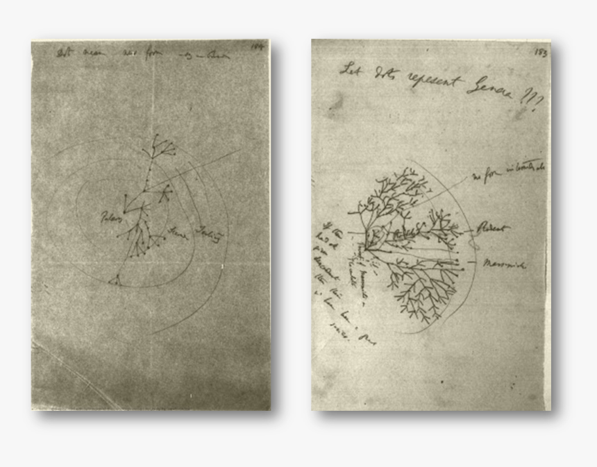 Darwin Tree 1 - Vellum, HD Png Download, Free Download