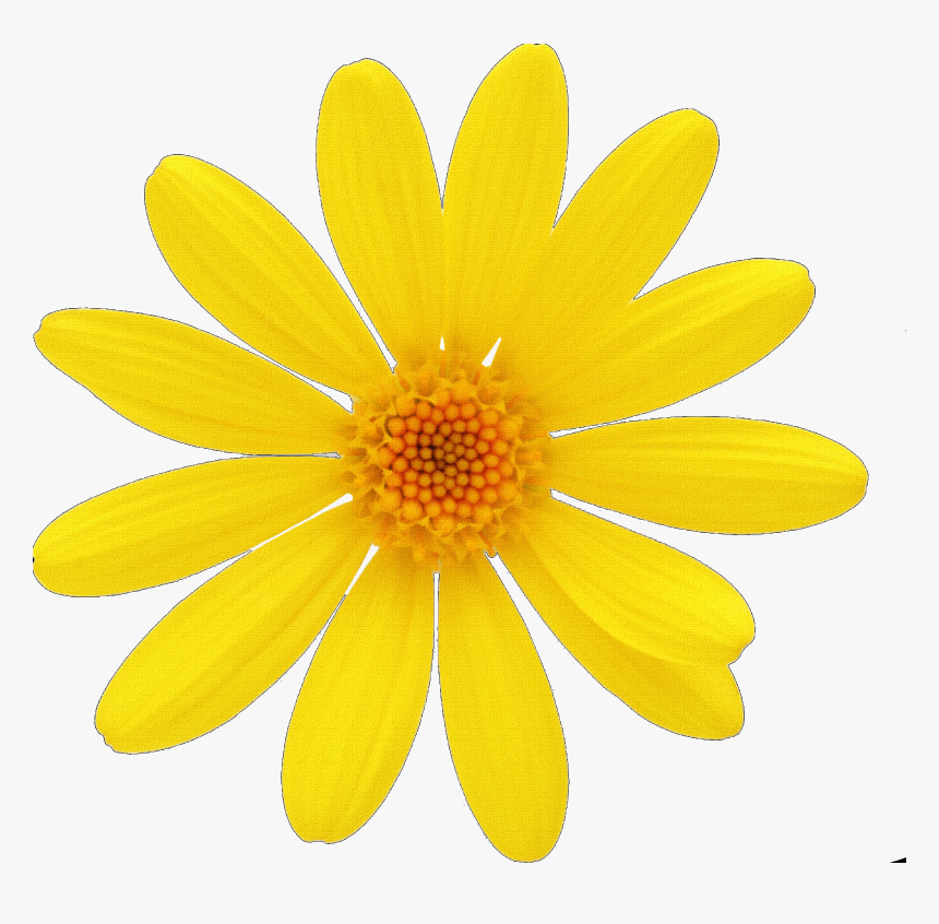 Margarita Flor Dibujo Animado - Florzinha Gif Png, Transparent Png, Free Download