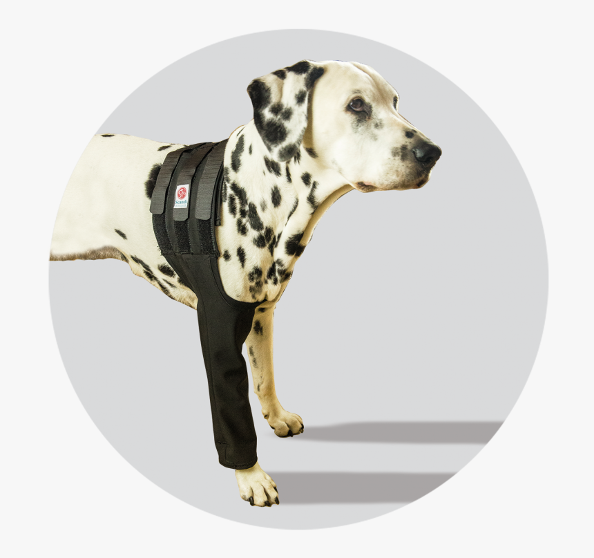 Transparent Dog Leg Png - Dalmatian, Png Download, Free Download